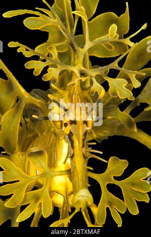 Esadragon feuillu (Phycodurus eques), portrait, Kingscote Pier, Kangaroo Island, Australie Banque D'Images