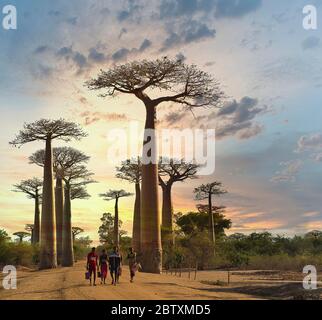 Baobab Alley, Baobabs de Grandidier (Adansonia grandidieri) au coucher du soleil, près de Morondava, à Madagascar Ouest, Madagascar Banque D'Images