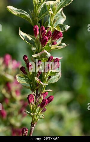 Fleurs rouges et roses de Weigela 'Kosteriana Variegata' dans les premières fleurs, Angleterre, Royaume-Uni Banque D'Images