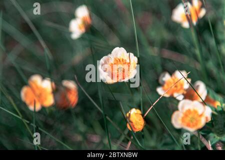 Marais Marigold Maltha palustris fleurs, faible profondeur de champ. Banque D'Images