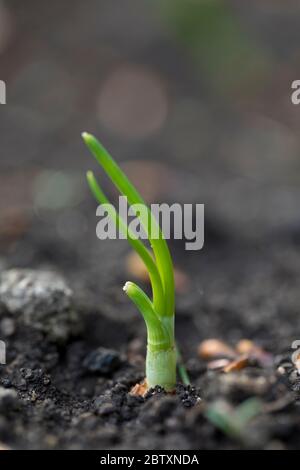 Croissance précoce de toute plante d'oignon, dans un jardin, Angleterre, Royaume-Uni Banque D'Images