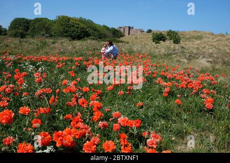 Je Han et sa fille Sofie Han, 4 ans, marchent à travers un champ de coquelicots près de la forteresse côtière du château de Bamburgh dans le Northumberland, comme on rappelle au public de pratiquer la distanciation sociale après la détente des restrictions de verrouillage. Banque D'Images