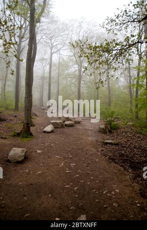 Dans les montagnes Harz, Allemagne Banque D'Images