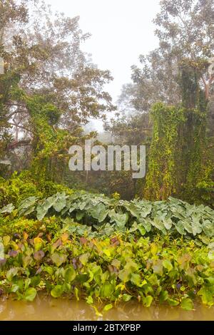 Forêt tropicale luxuriante le matin dans l'un des quartiers sur le côté ouest du lac Gatun, République du Panama. Banque D'Images