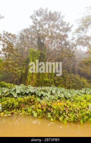 Forêt tropicale luxuriante le matin dans l'un des quartiers sur le côté ouest du lac Gatun, République du Panama. Banque D'Images