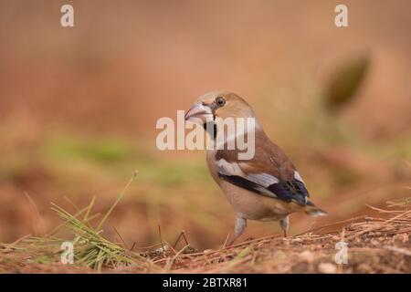 (Coccothraustes coccothraustes Hawfinch) par une piscine. Ce finch est similaire à la gros-bec errant (C. vespertinus) et le phoque à capuchon rose (C. abeillei), Banque D'Images
