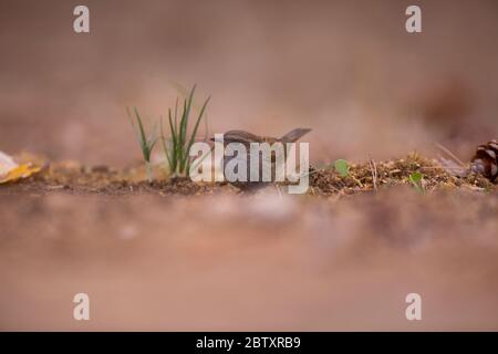 L'accentor alpin (Prunella collaris) est un petit oiseau de passereau de la famille des Prunellidae. Photographié à la réserve naturelle d'Ein Afek, Israël Banque D'Images