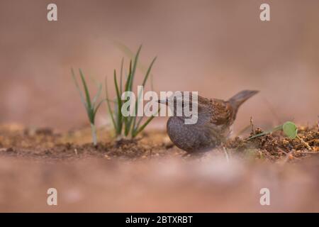 L'accentor alpin (Prunella collaris) est un petit oiseau de passereau de la famille des Prunellidae. Photographié à la réserve naturelle d'Ein Afek, Israël Banque D'Images