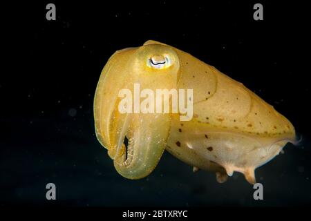 Un petit coclub de seiches avec un fond noir, à l'île de Mabul, Sabah, Bornéo, Malaisie. Banque D'Images