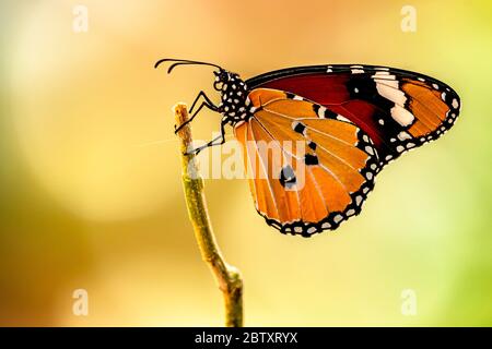 Tigre de plaine (Danaus chrysippus) AKA Monarch Africain papillon sur une fleur photographiée en Israël, en juillet Banque D'Images