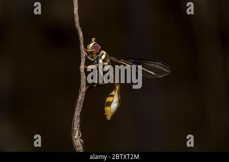 Imite Hoverfly, Allobaccha sp, imitant une guêpe de Sphecid à taille fine), Klungkung, Bali, Indonésie Banque D'Images