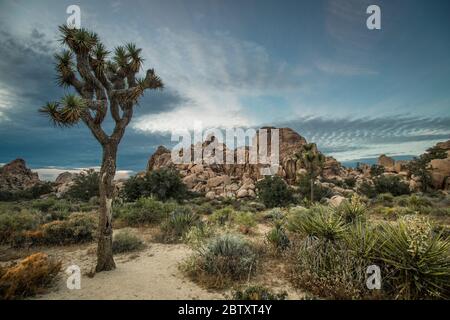 Un arbre de Joshua, la végétation du désert, et les formations rocheuses dans le parc national de Joshua Tree, Californie, États-Unis. Banque D'Images
