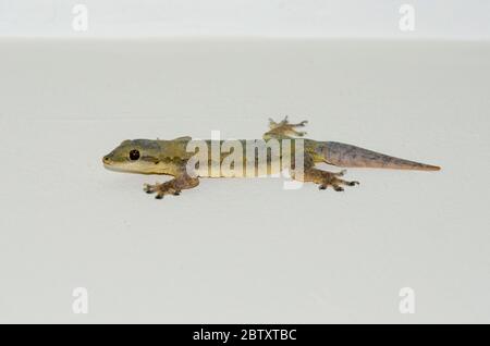 Maison à queue plate Gecko, Hemidactylus platyurus, Klungkung, Bali, Indonésie Banque D'Images