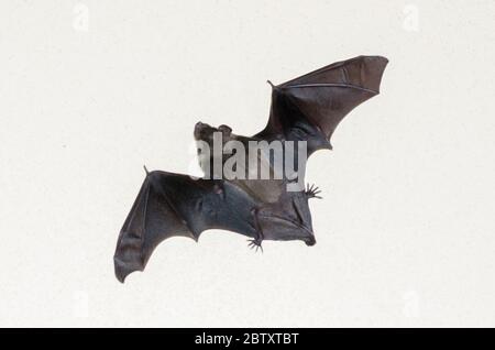 Bat, Cynopterus brachyotis, Klungkung, Bali, Indonésie Banque D'Images