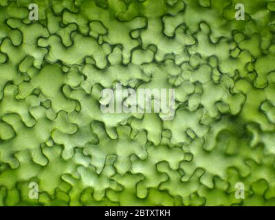 Cellules foliaires sous microscope (feuille de Lapsana communis, nipplewort) Banque D'Images