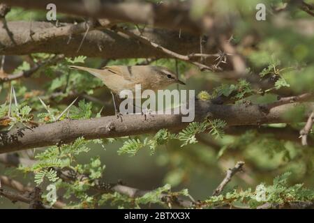 Paruline à feuilles lisses (Phylloscopus negectus) au parc national du désert, Rajasthan, Inde Banque D'Images