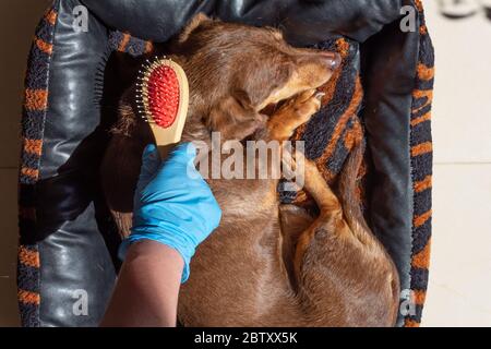 Brosser un dachshund marron avec des gants en nitrile bleus. Crise du coronavirus Banque D'Images