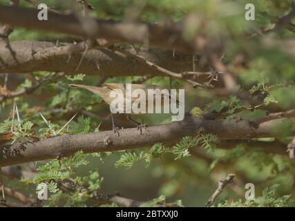 Paruline à feuilles lisses (Phylloscopus negectus) au parc national du désert, Rajasthan, Inde Banque D'Images