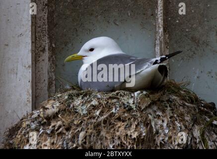 Un Kittiwake s'assoit bien sur son nid en incubant ses œufs sur le rebord de la fenêtre du Grand Hotel à Scaborough. Le nombre de ces oiseaux de mer semble être Banque D'Images