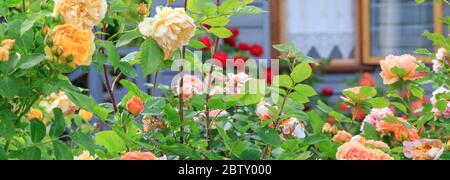De belles roses rouges et orange dans un jardin Banque D'Images