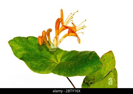 Photo de fleur de chèvrefeuille de jardin sur fond blanc Banque D'Images