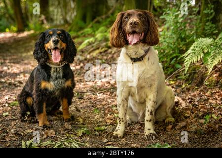 Le spaniel Cocker et le spaniel Springer sont assis sur un sentier forestier Banque D'Images