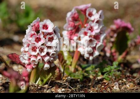 Bergenia crassifolia bergenia à feuilles de coeur, bergenia à feuilles de coeur, bergenia en cuir, bergenia à fleurs hivernales, oreilles d'éléphant, oreilles d'éléphant Banque D'Images