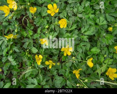 Coupe de beurre rampante en fleur, Ranunculus repens Banque D'Images