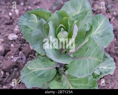 Jeune plante de chou poussant dans le jardin, Brassica oleracea capitata Banque D'Images