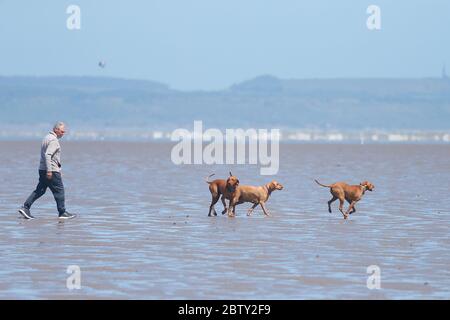 Greatstone, Kent, Royaume-Uni. 28 mai 2020. Météo au Royaume-Uni : un homme et ses chiens aiment jouer et courir le long de la plage à Greatstone dans le Kent. Crédit photo : Paul Lawrenson/Alay Live News Banque D'Images