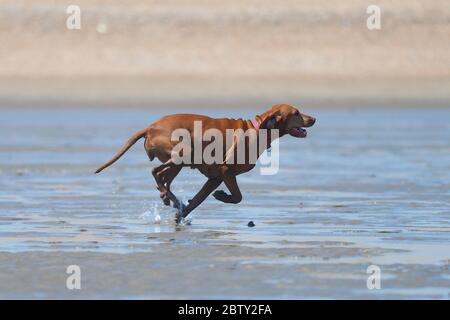 Greatstone, Kent, Royaume-Uni. 28 mai 2020. Météo au Royaume-Uni : un homme et ses chiens aiment jouer et courir le long de la plage à Greatstone dans le Kent. Crédit photo : Paul Lawrenson/Alay Live News Banque D'Images