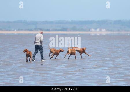 Greatstone, Kent, Royaume-Uni. 28 mai 2020. Météo au Royaume-Uni : un homme et ses chiens aiment jouer et courir le long de la plage à Greatstone dans le Kent. Crédit photo : Paul Lawrenson/Alay Live News Banque D'Images