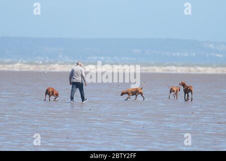 Greatstone, Kent, Royaume-Uni. 28 mai 2020. Météo au Royaume-Uni : un homme et ses chiens aiment jouer et courir le long de la plage à Greatstone dans le Kent. Crédit photo : Paul Lawrenson/Alay Live News Banque D'Images