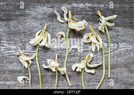 Beaucoup de tulipes blanches, sèches et indépourvues sur la surface de la banquette en bois rayée. Vue de dessus, gros plan Banque D'Images