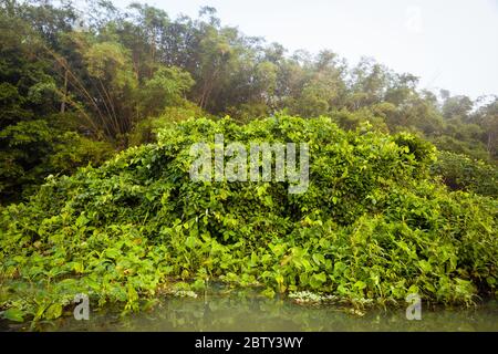 Forêt tropicale luxuriante le matin dans l'un des quartiers sur le côté ouest du lac Gatun, République du Panama. Banque D'Images