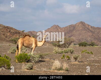 Chameau arabe (Camelus dromedarius), fourrager près d'Al Qabil, Sultanat d'Oman, Moyen-Orient Banque D'Images