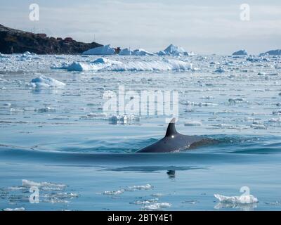 Un petit rorqual antarctique adulte (Balaenoptera bonaerensis), survolant parmi la glace à brises dans la crique de Cierva, Antarctique, régions polaires Banque D'Images