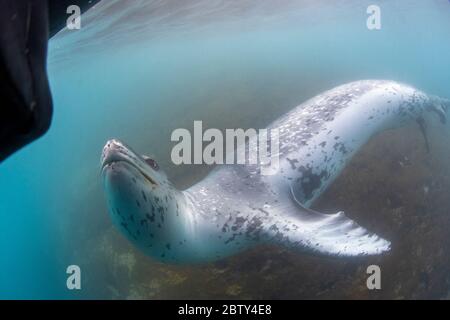 Un curieux phoque léopard mâle (Hydrurga leptonyx), sous l'eau à l'île Monroe, aux îles Orcades du Sud, en Antarctique, dans les régions polaires Banque D'Images