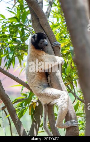 Der Kronensifaka ist eine Primatenart aus der Familie der Indriartigen innerhalb der Lemuren Banque D'Images