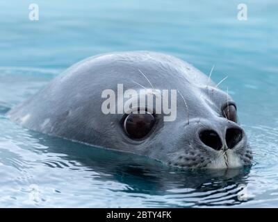 Phoque Weddell adulte (Leptonychotes weddellii), baignade dans la baie de Girard, Antarctique, régions polaires Banque D'Images