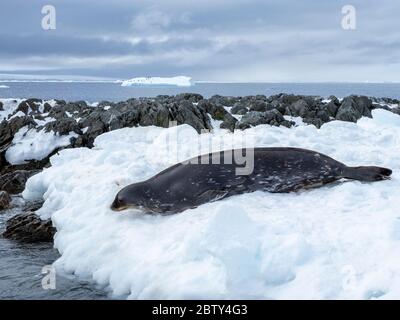 Un phoque Weddell adulte (Leptonychotes weddellii), sur glace sur l'île de Dundee, dans le détroit de l'Antarctique, dans l'Antarctique, dans les régions polaires Banque D'Images