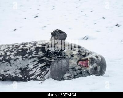 Phoque Weddell adulte (Leptonychotes weddellii), reposant sur la glace sur l'île Paulet, la mer de Weddell, l'Antarctique, les régions polaires Banque D'Images