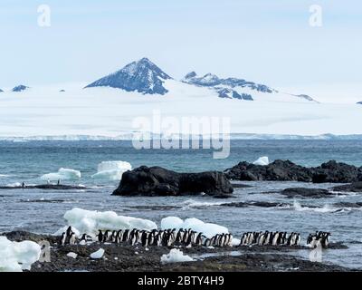 Pingouin d'Adelie (Pygoscelis adeliae), colonie de reproduction à Brown Bluff, Antarctique, Antarctique, régions polaires Banque D'Images