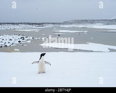 Pingouin d'Adelie (Pygoscelis adeliae), colonie de reproduction sur l'île Paulet, Mer de Weddell, Antarctique, régions polaires Banque D'Images