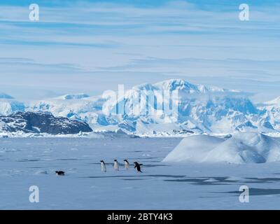 Adelie Penguins (Pygoscelis adeliae), sur la glace rapide dans les îles Yalour, l'Antarctique, les régions polaires Banque D'Images