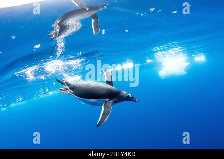 Penguins Gentoo (Pygoscelis papouasie), sous l'eau claire dans l'anse Lindblad, la péninsule Trinity, l'Antarctique, les régions polaires Banque D'Images