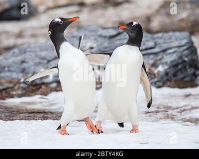 Penguins Gentoo (Pygoscelis papouasie), sur la glace à Shingle Cove, île Coronation, îles Orcades du Sud, Antarctique, régions polaires Banque D'Images