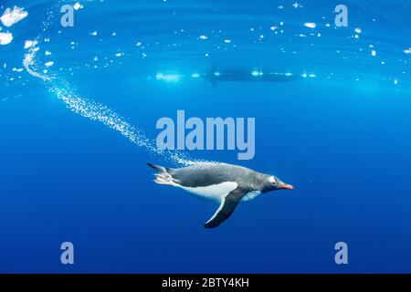 Penguins Gentoo (Pygoscelis papouasie), sous l'eau claire dans l'anse Lindblad, la péninsule Trinity, l'Antarctique, les régions polaires Banque D'Images