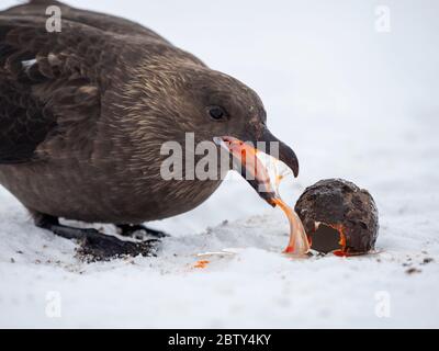 Adulte en Antarctique, skua (Stercorarius antarcticus), mangeant un oeuf de manchot gentoo à Port Lockroy, Antarctique, régions polaires Banque D'Images