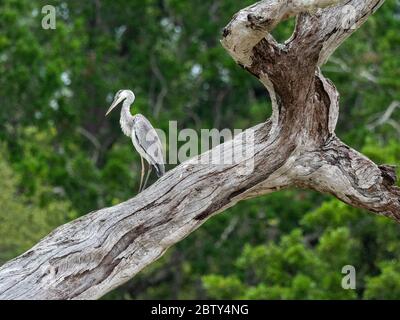 Héron gris adulte (Ardea cinerea), perché sur un arbre, Parc national de Yala, Sri Lanka, Asie Banque D'Images